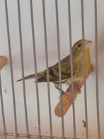 Bastaard putters plus Bastaard sijs, Dieren en Toebehoren, Mannelijk, Bastaard