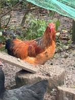 Brahma haan, Dieren en Toebehoren, Pluimvee, Mannelijk, Kip