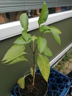 Paprika plant met bloemen daar komen de paprika's aan die, Ophalen, Zomer, Overige soorten, Volle zon