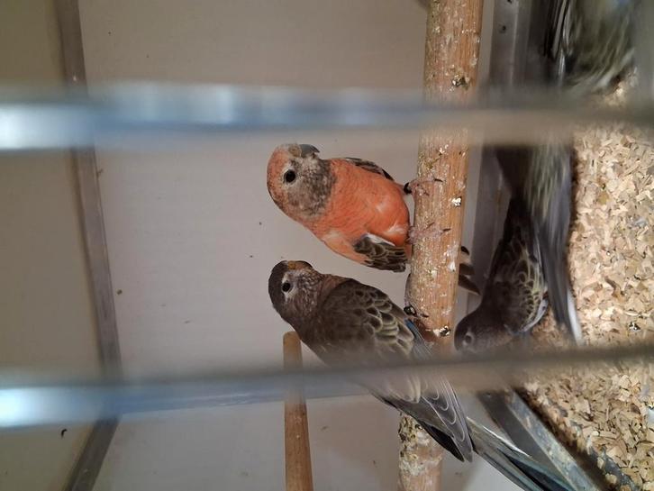 Veel soorten vogels Vanavond geopend van half 7 tot 9 uur, Dieren en Toebehoren, Vogels | Parkieten en Papegaaien, Parkiet, Meerdere dieren
