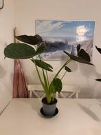 Kamerplant, Huis en Inrichting, Kamerplanten, Ophalen, Halfschaduw, Minder dan 100 cm