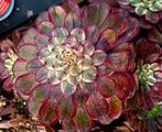 Aeonium sp.'Purple Golw variegated' -België, Huis en Inrichting, Kamerplanten, Ophalen of Verzenden, Halfschaduw, Minder dan 100 cm