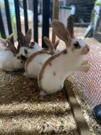 Jonge lotharinger groot konijnen, Dieren en Toebehoren, Konijnen, Meerdere dieren, Groot, 0 tot 2 jaar