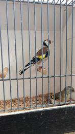 Koppel. Mannelijke putter en vrouwtje Saksische putter, Dieren en Toebehoren, Vogels | Overige Vogels, Meerdere dieren, Wildzangvogel