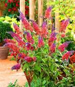 Buddleja davidii 'Flower Power' Vlinders meerkleurig geurend, Ophalen of Verzenden, Vlinderstruik, Struik