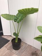 Alocasia, Huis en Inrichting, Kamerplanten, Ophalen, Halfschaduw, Minder dan 100 cm