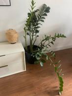 Zamioculcas Zamiifolia incl pot - 120cm, Ophalen, 100 tot 150 cm, Overige soorten, Halfschaduw
