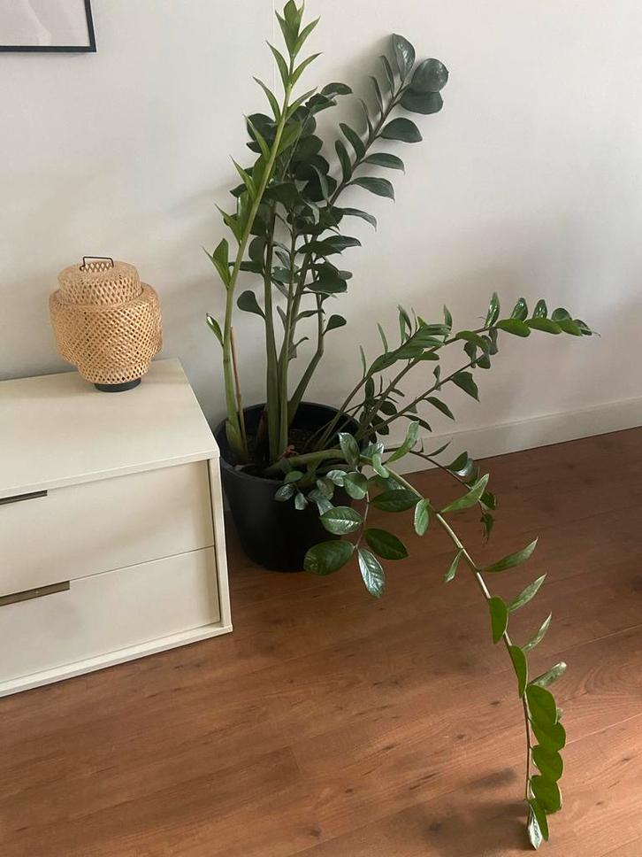 Zamioculcas Zamiifolia incl pot - 120cm, Huis en Inrichting, Kamerplanten, Overige soorten, 100 tot 150 cm, Groene kamerplant