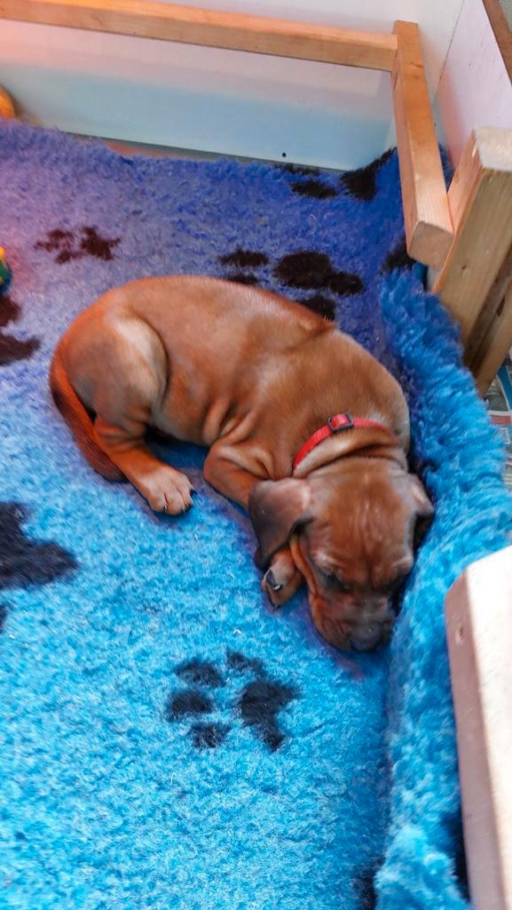 Rhodesian Ridgeback pups teefjes en reutjes rasechte, Dieren en Toebehoren, Honden | Beagles, Bassets en Lopende honden, Meerdere dieren