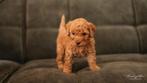 Labradoodle puppy in foto’s van een jaar van de zelfde combi, Dieren en Toebehoren, Overige rassen, CDV (hondenziekte), 8 tot 15 weken