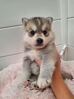 Pomsky pups mini husky zoeken gouden mandje!, Dieren en Toebehoren, Reu, CDV (hondenziekte), 8 tot 15 weken, Poolhond