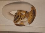 Clown pied koppel, Dieren en Toebehoren, Reptielen en Amfibieën, Slang, 0 tot 2 jaar
