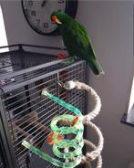 Papegaai gratis op te halen, Dieren en Toebehoren, Mannelijk, Papegaai