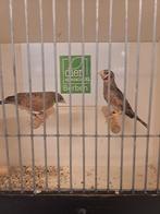 Koppel roodband vinken, Meerdere dieren