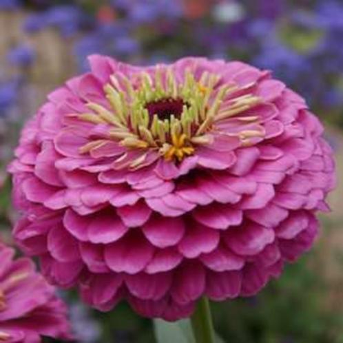 Zaden Zinnia Dream, Tuin en Terras, Bloembollen en Zaden, Zaad, Voorjaar, Volle zon, Verzenden