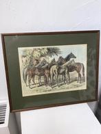 Antiek paarden gravure,Arabische volbloed,paarden schilderij, Antiek en Kunst, Ophalen
