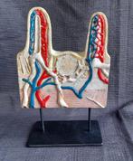 Vintage Anatomisch model dunne darm, Ophalen of Verzenden