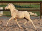 palomino en valk veulens Welsh sectie A, Dieren en Toebehoren, Pony's, Merrie, Niet van toepassing, 0 tot 2 jaar, B pony (1.17m tot 1.27m)