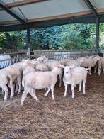 Ooilammeren, Dieren en Toebehoren, Vrouwelijk, Schaap