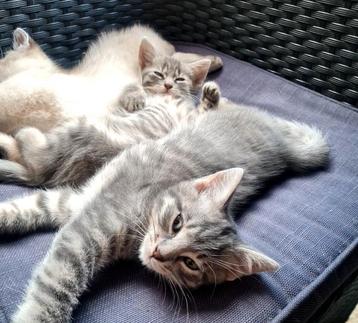 2 grijze tabby's  beschikbaar voor biedingen
