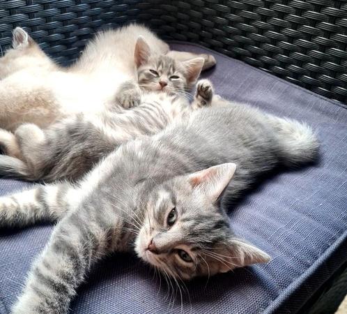 2 grijze tabby's, Dieren en Toebehoren, Katten en Kittens | Overige Katten, Meerdere dieren