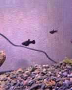 Jonge Black Molly/Golden Molly visjes., Dieren en Toebehoren, Vissen | Aquariumvissen, Vis, Zoetwatervis