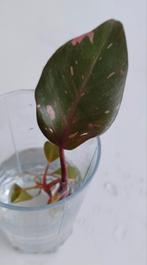 Philodendron pink princess marble stek, Huis en Inrichting, Kamerplanten, Ophalen of Verzenden