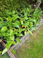 Echinacea Purpurea ofwel Zonnehoed planten, Ophalen of Verzenden, Overige soorten, Halfschaduw