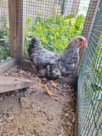 Wyandotte kriel haan zilverpatrijs, Dieren en Toebehoren, Mannelijk, Kip
