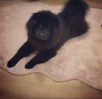 Chow Chow - Zwart - Raszuivere reu - Niet gecastreerd, Particulier, Rabiës (hondsdolheid), Reu, 1 tot 2 jaar