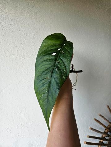 Epipremnum stekken op water beschikbaar voor biedingen