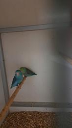 Forpus, Meerdere dieren, Dwergpapegaai of Agapornis