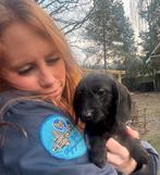 4(nog twee) prachtige kleine DoxiePoo (poedel x dwergtekkel), Parvo, Nederland, Overige rassen, 8 tot 15 weken