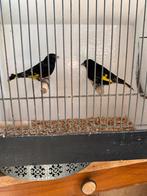 5 jonge zwarte sijzen, Dieren en Toebehoren, Geslacht onbekend, Tropenvogel, Geringd