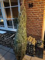 Nordmann Kerstboom - 2 meter, Tuin en Terras, Overige soorten, Volle zon, Vaste plant, Ophalen of Verzenden