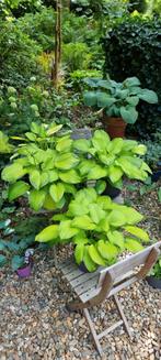 Mooie Hosta's, Vaste plant, Halfschaduw, Zomer, Ophalen