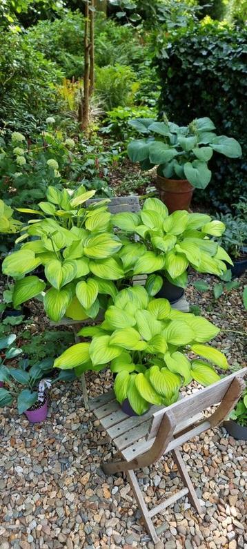 Mooie Hosta's beschikbaar voor biedingen