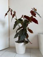 Begonia maculata 125 cm, Ophalen of Verzenden, Overige soorten, Minder dan 100 cm