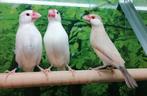 Rijstvogels in diverse kleuren., Meerdere dieren, Tropenvogel