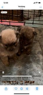 Jackrussel kruising, Rabiës (hondsdolheid), Jack Russell Terriër, 8 tot 15 weken, Teef