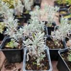 Lavendel te koop, Tuin en Terras, Bodembedekkers, Volle zon, Vaste plant, Ophalen of Verzenden