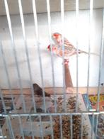 Rood agaat mozaiek man, Dieren en Toebehoren, Vogels | Kanaries, Mannelijk, Kleurkanarie