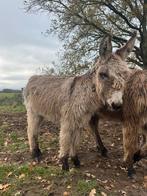 poitou kruising ezel hengst veulen, Dieren en Toebehoren, Overige Dieren, Maart, Mannelijk