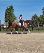 8jarige stermerrie 1.65m, Dieren en Toebehoren, Paarden, Merrie, B, Gechipt, Dressuurpaard