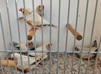 Masker grijze zebravinken, geringd, Dieren en Toebehoren, Vogels | Overige Vogels, Meerdere dieren, Tropenvogel, Geringd