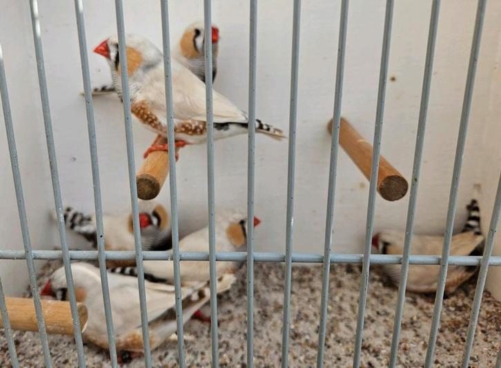 Masker grijze zebravinken, geringd, Dieren en Toebehoren, Vogels | Overige Vogels, Tropenvogel, Meerdere dieren, Geringd