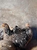 Jonge hennen krielkippen kruisingen, Dieren en Toebehoren