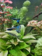 Blue Moscow x Blue Lacewing, Dieren en Toebehoren, Vissen | Aquariumvissen, Vis