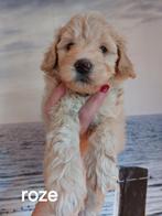 Mini labradoodle half Australian Nog 3 schatjes beschikbaar, Overige rassen, 8 tot 15 weken, Meerdere, Meerdere dieren