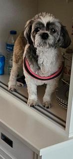 Boomer Shih Tzu maltezer 13 jaar, Dieren en Toebehoren, 6 jaar of ouder, Rabiës (hondsdolheid), Teef, Eén hond